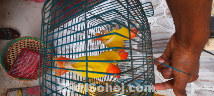 Love birt for sell
